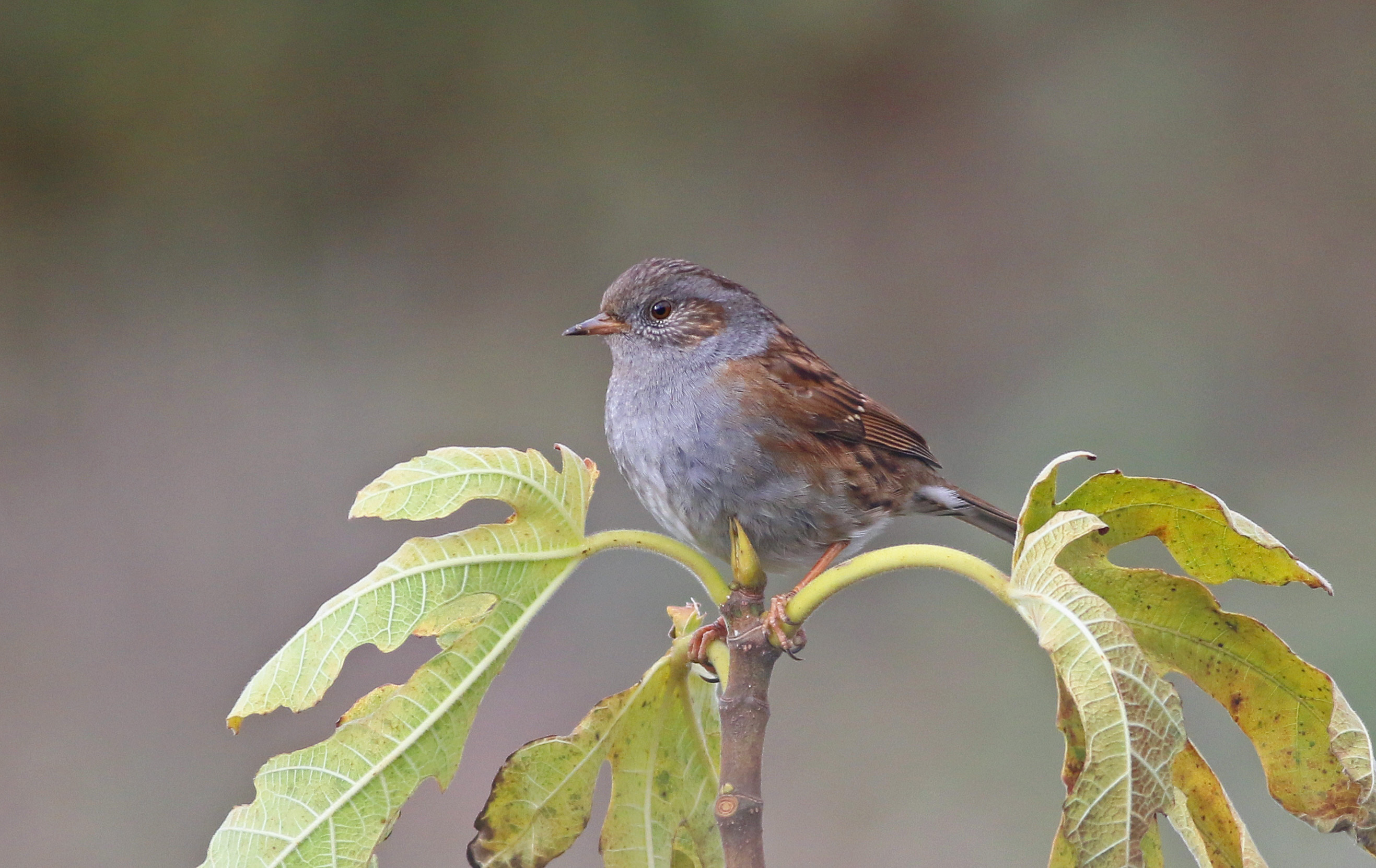 Dunnock